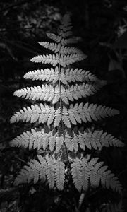 Preview wallpaper fern, leaves, black and white, plants