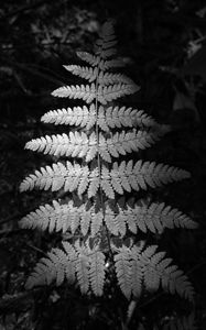 Preview wallpaper fern, leaves, black and white, plants