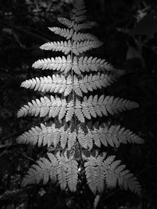 Preview wallpaper fern, leaves, black and white, plants