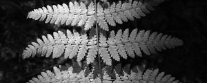 Preview wallpaper fern, leaves, black and white, plants