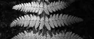 Preview wallpaper fern, leaves, black and white, plants