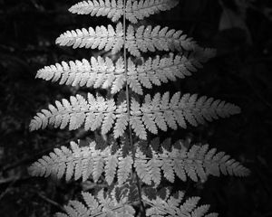 Preview wallpaper fern, leaves, black and white, plants