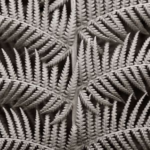 Preview wallpaper fern, leaves, black and white, plant