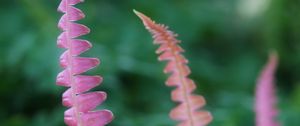 Preview wallpaper fern, leaves, blur, plant