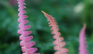 Preview wallpaper fern, leaves, blur, plant