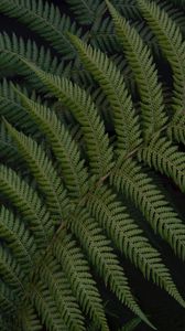Preview wallpaper fern, leaves, branch, plant, green