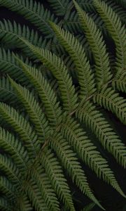 Preview wallpaper fern, leaves, branch, plant, green