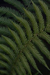 Preview wallpaper fern, leaves, branch, plant, green