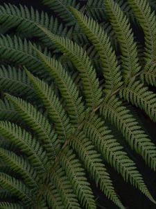 Preview wallpaper fern, leaves, branch, plant, green