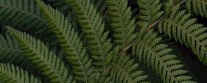 Preview wallpaper fern, leaves, branch, plant, green