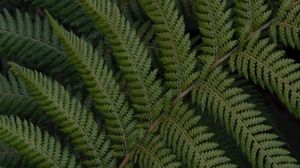 Preview wallpaper fern, leaves, branch, plant, green