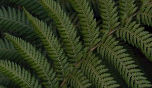 Preview wallpaper fern, leaves, branch, plant, green