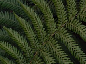 Preview wallpaper fern, leaves, branch, plant, green