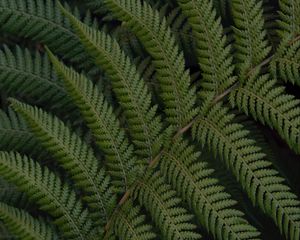 Preview wallpaper fern, leaves, branch, plant, green