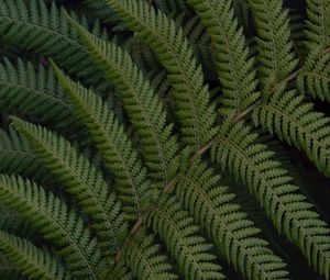 Preview wallpaper fern, leaves, branch, plant, green