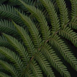 Preview wallpaper fern, leaves, branch, plant, green