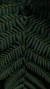 Preview wallpaper fern, leaves, branch, macro, green
