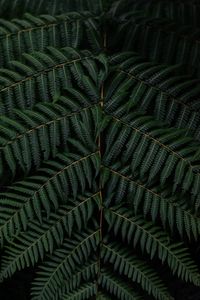 Preview wallpaper fern, leaves, branch, macro, green