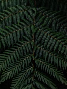 Preview wallpaper fern, leaves, branch, macro, green