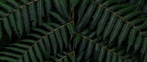 Preview wallpaper fern, leaves, branch, macro, green