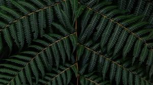 Preview wallpaper fern, leaves, branch, macro, green