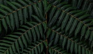 Preview wallpaper fern, leaves, branch, macro, green