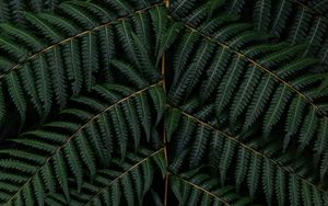 Preview wallpaper fern, leaves, branch, macro, green