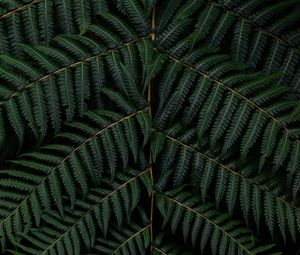 Preview wallpaper fern, leaves, branch, macro, green