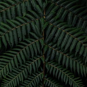 Preview wallpaper fern, leaves, branch, macro, green