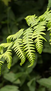 Preview wallpaper fern, leaves, branch, plant, green, macro