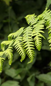 Preview wallpaper fern, leaves, branch, plant, green, macro