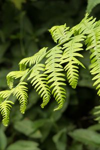 Preview wallpaper fern, leaves, branch, plant, green, macro