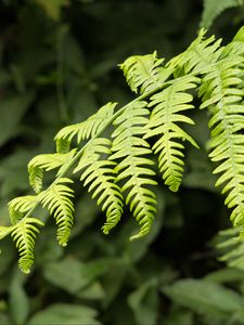 Preview wallpaper fern, leaves, branch, plant, green, macro