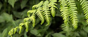 Preview wallpaper fern, leaves, branch, plant, green, macro