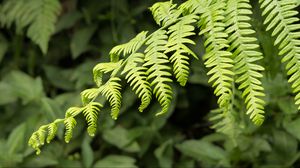 Preview wallpaper fern, leaves, branch, plant, green, macro