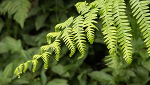 Preview wallpaper fern, leaves, branch, plant, green, macro