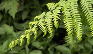 Preview wallpaper fern, leaves, branch, plant, green, macro