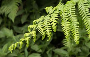 Preview wallpaper fern, leaves, branch, plant, green, macro