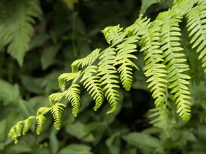 Preview wallpaper fern, leaves, branch, plant, green, macro