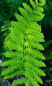 Preview wallpaper fern, leaves, branch, plant