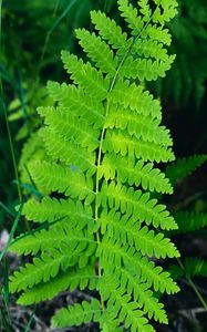 Preview wallpaper fern, leaves, branch, plant