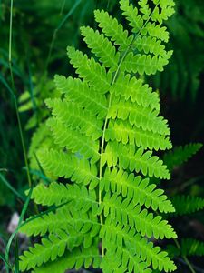 Preview wallpaper fern, leaves, branch, plant