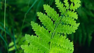 Preview wallpaper fern, leaves, branch, plant