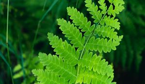 Preview wallpaper fern, leaves, branch, plant