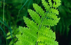 Preview wallpaper fern, leaves, branch, plant