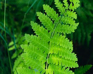 Preview wallpaper fern, leaves, branch, plant