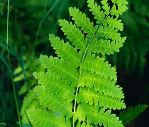 Preview wallpaper fern, leaves, branch, plant