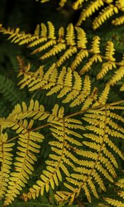 Preview wallpaper fern, leaves, branch, macro, greens