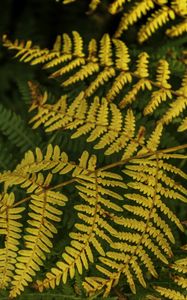 Preview wallpaper fern, leaves, branch, macro, greens