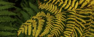 Preview wallpaper fern, leaves, branch, macro, greens